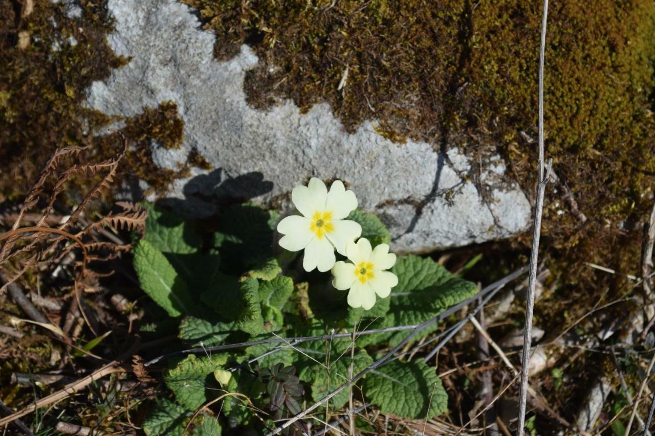 Burren Court Lodge Ballyvaughan Bagian luar foto